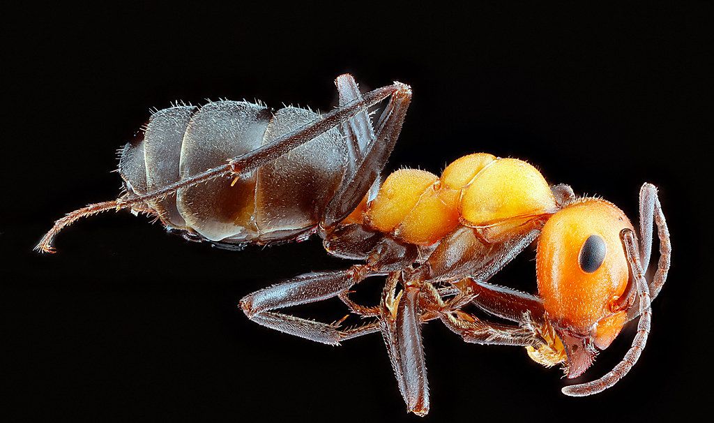 Ant Control service in Goodyear, AZ