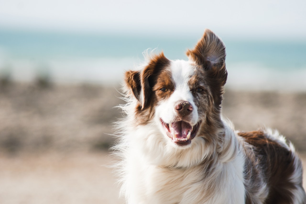 Flea & Tick Control service in Goodyear, AZ