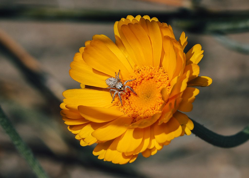 Spider Control service in Goodyear, AZ